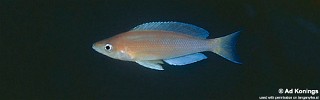 Cyprichromis sp. 'leptosoma jumbo' Isanga.jpg