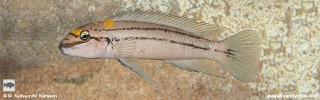 Chalinochromis sp. 'bifrenatus south' Izinga Island.jpg