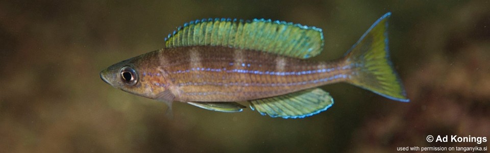 Paracyprichromis sp. 'brieni two-stripe' Izinga (South)