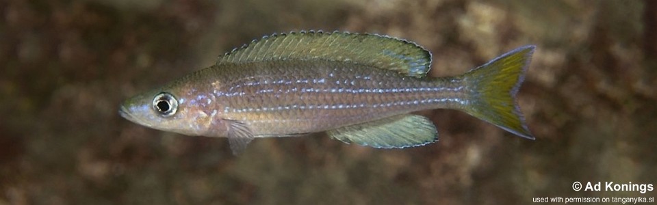 Paracyprichromis sp. 'brieni two-stripe' Izinga