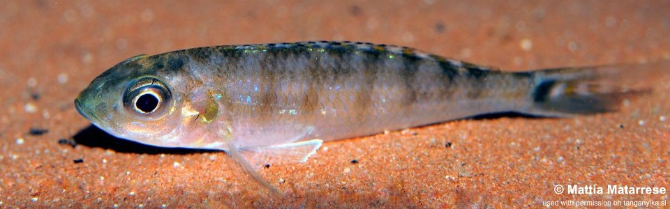 Microdontochromis tenuidentatus 'Jakobsen's Beach'<br><font color=gray>Xenotilapia tenuidentata ''Jakobsen's Beach'</font>