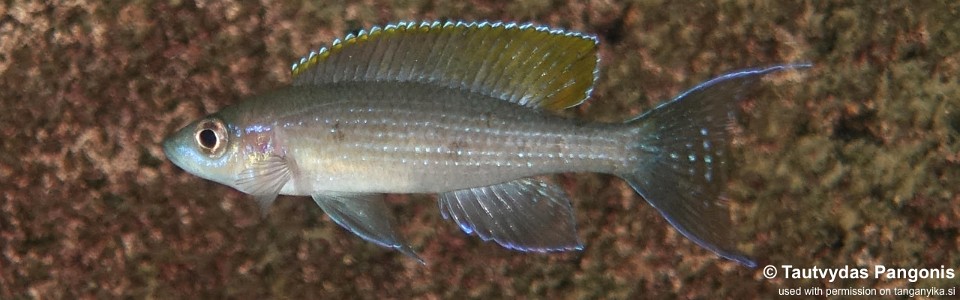 Paracyprichromis brieni 'Jakobsen's Beach'