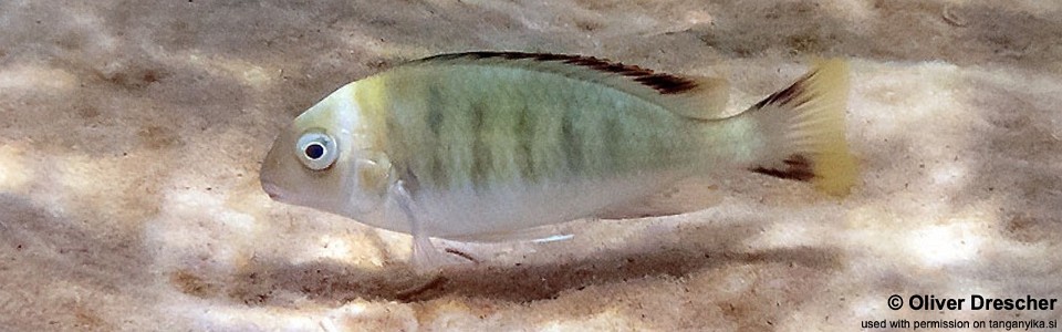 Pseudosimochromis marginatus 'Jakobsen's Beach'