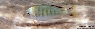 Pseudosimochromis marginatus 'Jakobsen's Beach'.jpg