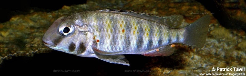 Pseudosimochromis babaulti 'Kabezi'