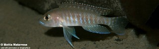 Neolamprologus sp. 'ventralis striped' Kabwe Nsolo.jpg