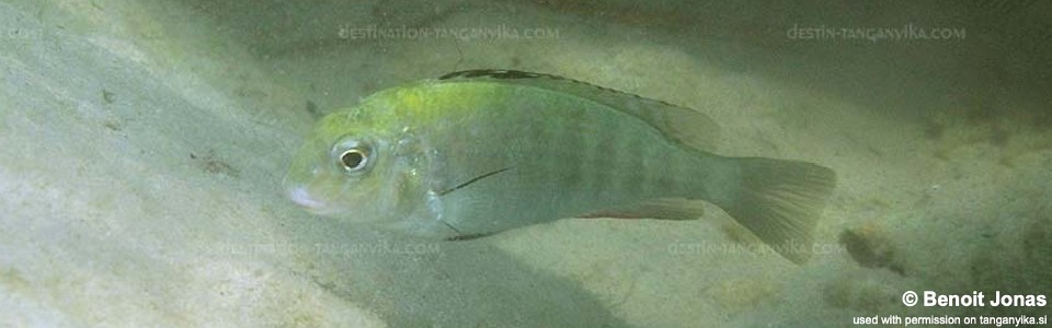 Pseudosimochromis babaulti 'Kabwe'