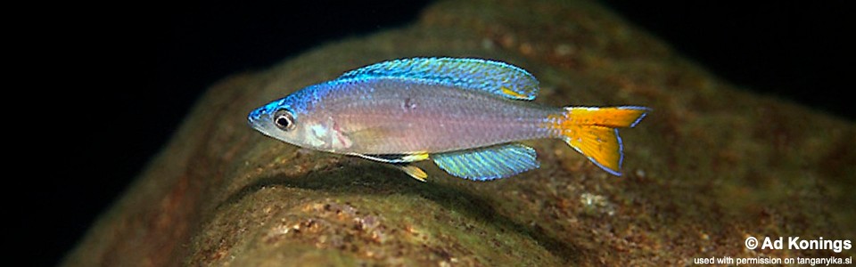 Cyprichromis leptosoma 'Kafungi'