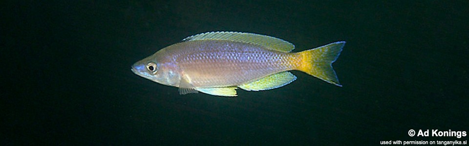 Cyprichromis sp. 'leptosoma jumbo' Kafungi