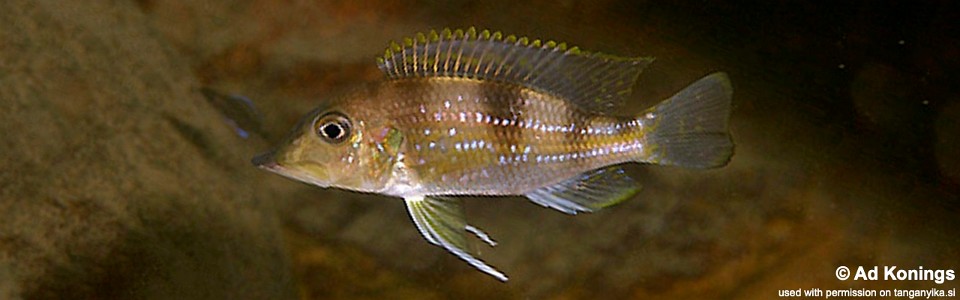 Gnathochromis permaxillaris 'Kafungi'