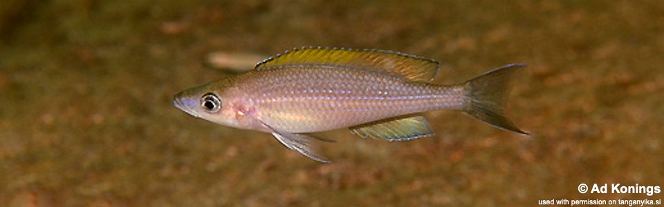Paracyprichromis brieni 'Kafungi'