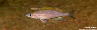 Paracyprichromis brieni 'Kafungi'.jpg