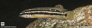 Julidochromis ornatus 'Kafyoko Point'.jpg