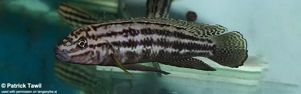 Julidochromis cf. regani 'Kagongo'