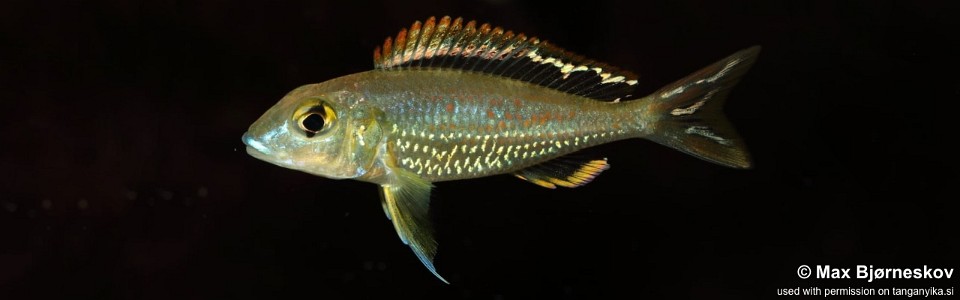 Callochromis pleurospilus 'Kagunga'