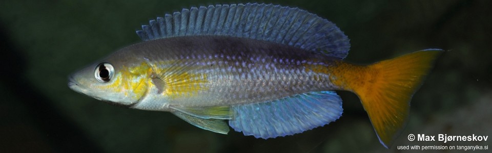Cyprichromis sp. 'dwarf jumbo' Kagunga<br><font color=gray>Cyprichromis sp. 'leptosoma kigoma' Kagunga</font>