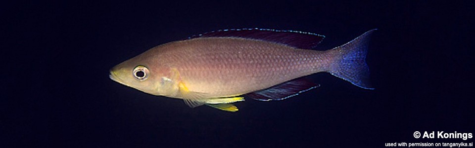 Cyprichromis sp. 'leptosoma jumbo' Kala