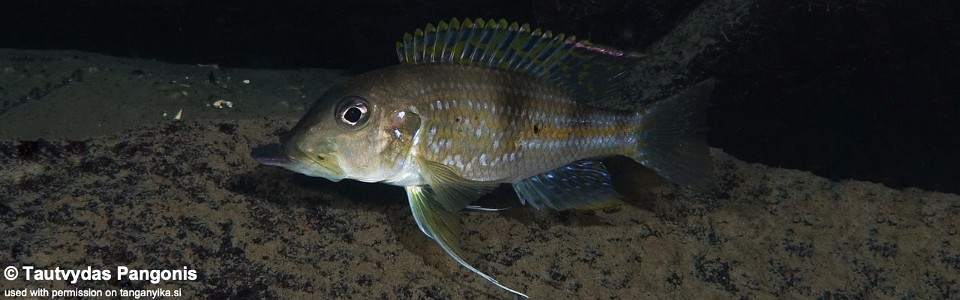 Gnathochromis permaxillaris 'Kala Bay'