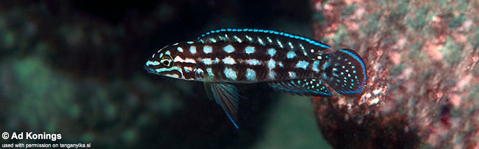 Julidochromis cf. marlieri 'Kala'<br><font color=gray>J. sp. 'Marlieri Kala' Kala</font>