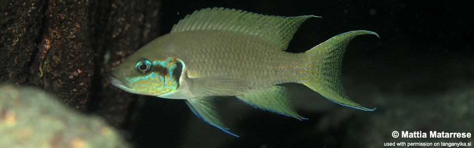 Neolamprologus brichardi 'Kala Bay'