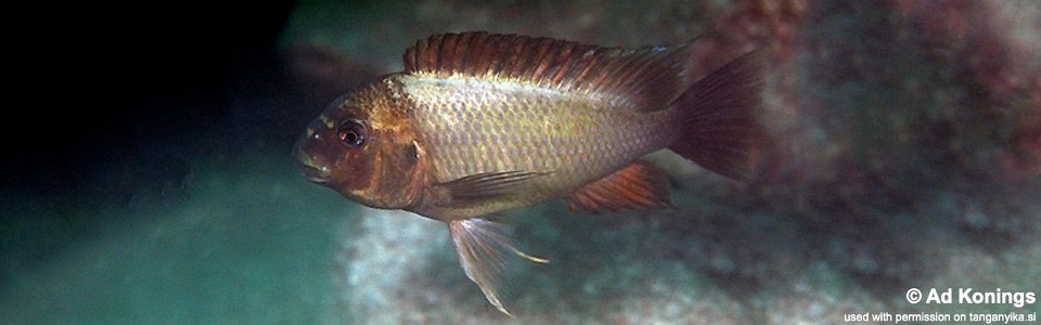 Petrochromis ephippium 'Kala'