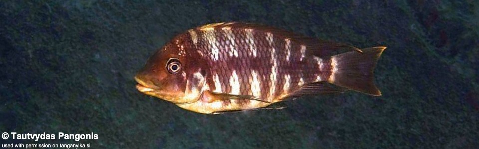 Petrochromis sp. 'red mpimbwe' Kala<br><font color=gray>Petrochromis sp. 'kipili brown' Kala</font>