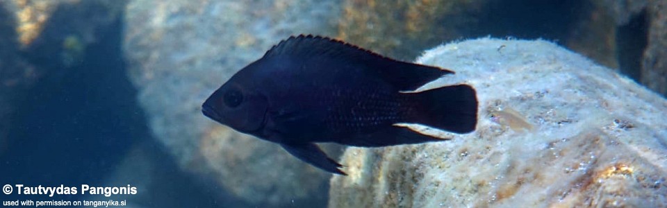 Variabilichromis moorii 'Kala'