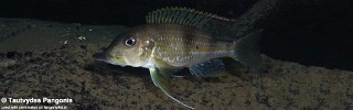Gnathochromis permaxillaris 'Kala Bay'.jpg