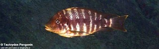 Petrochromis sp. 'red mpimbwe' Kala.jpg