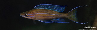 Paracyprichromis nigripinnis 'Kalala Island'.jpg