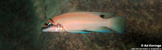 Chalinochromis brichardi 'Kalambo Lodge'.jpg