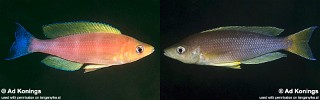 Cyprichromis coloratus 'Kalambo Lodge'.jpg