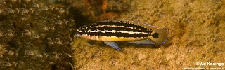 Julidochromis ornatus 'Kalambo Lodge'.jpg