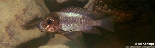 Petrochromis ephippium 'Kalambo Lodge'.jpg