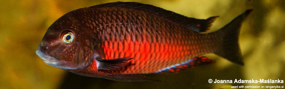 Tropheus sp. 'red' Kalambwe