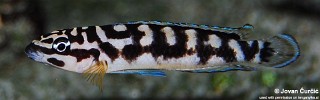 Julidochromis sp. 'transcriptus kalemie' Kalemie.jpg