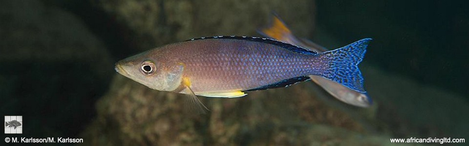 Cyprichromis sp. 'leptosoma jumbo' Kalepa Island