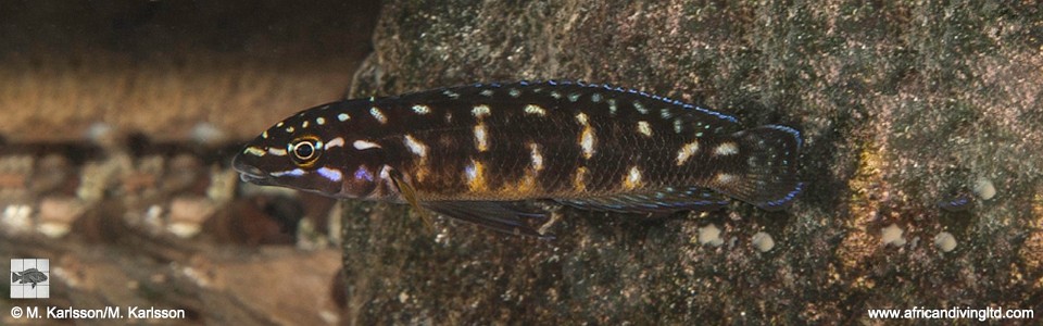Julidochromis sp. 'transcriptus tanzania' Kalepa Island