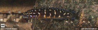 Julidochromis sp. 'transcriptus tanzania' Kalepa Island.jpg