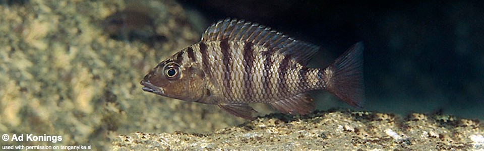 'Gnathochromis' pfefferi 'Kalila'