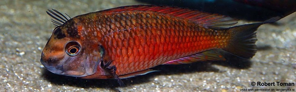Tropheus sp. 'red' Kalindi 