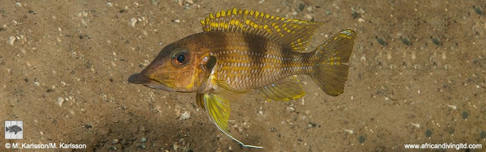 Gnathochromis permaxillaris 'Kalubale'