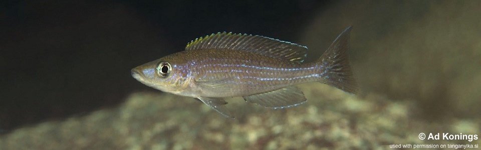 Paracyprichromis brieni 'Kalugunga'