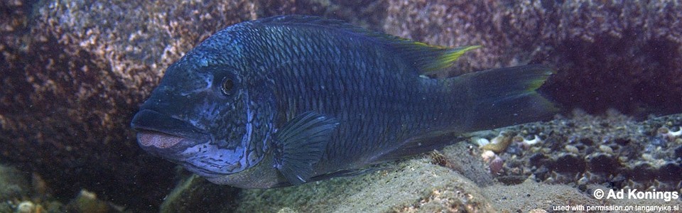 Petrochromis sp. 'texas isonga' Kalugunga
