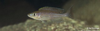 Paracyprichromis brieni 'Kalugunga'.jpg