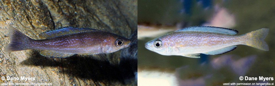 Cyprichromis microlepidotus 'Kalundu'