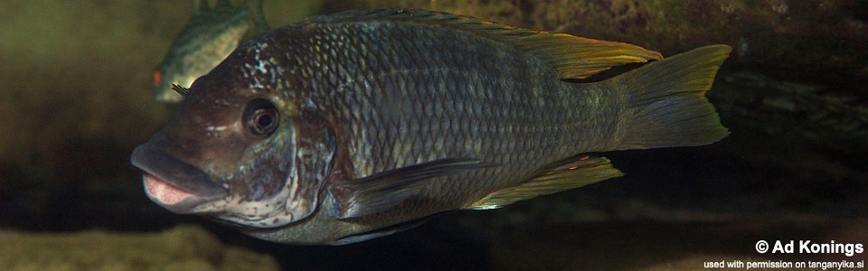 Petrochromis sp. 'texas isonga' Kalya
