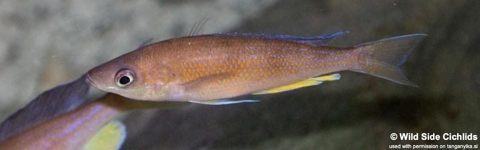 Cyprichromis pavo 'Kamakonde'