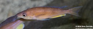 Cyprichromis pavo 'Kamakonde'.jpg