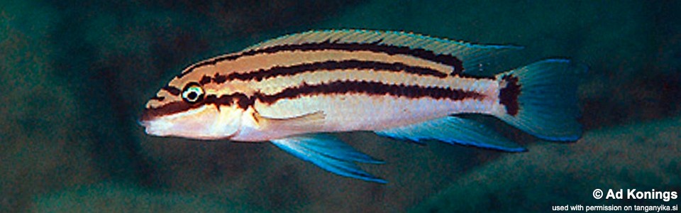 Chalinochromis popelini 'Kambwebwe'